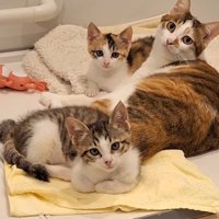 投稿者を見つめる3頭の猫