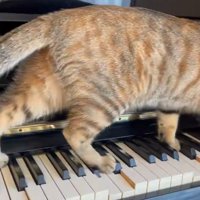 鍵盤を歩き抜く猫