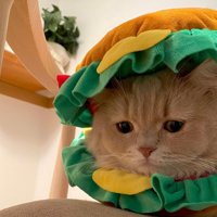 ハンバーガーの被り物の間から顔を出す猫