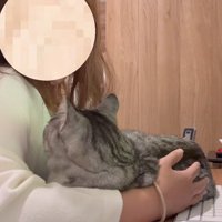 女性の顔を見上げる猫