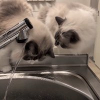 顔に水が当たる猫を見ている猫