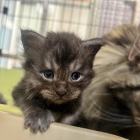 赤ちゃん猫の顔