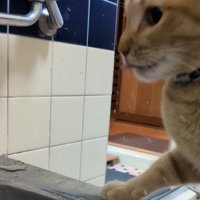 湯船から顔をあげる猫