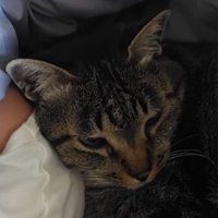 布団の中でうとうとした表情をしている猫