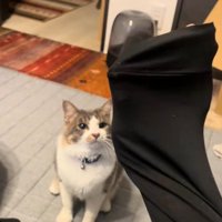 飼い主に呼ばれた猫