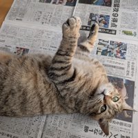 新聞紙の上で寝転がる猫