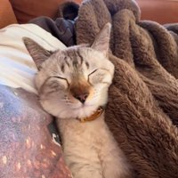 飼い主のおなかの上で眠る猫