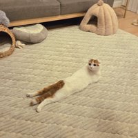 カーペットの上にうつ伏せになっている猫