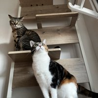 キャットタワーに座る2頭の猫