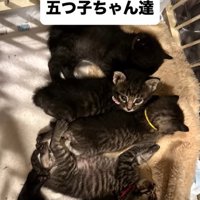 集まった5つ子たち
