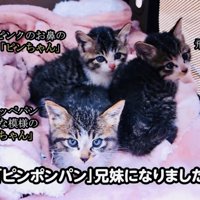 ケージの中の3匹の子猫