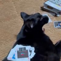 あくびする黒猫