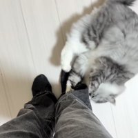 飼い主さんの足に噛み付くサイベリアン
