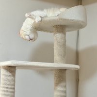 危険な寝姿の猫