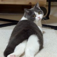 うつ伏せになっている猫の後ろ足の肉球