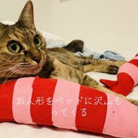 ベッドの上で人形とくつろぐキジトラ猫