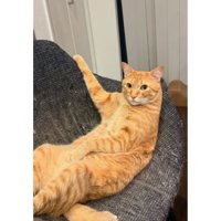 くつろいでいる猫