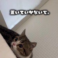 見上げる猫