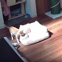 見守りカメラに映る猫