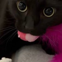 見つめる猫