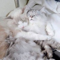 くっついて眠る2匹の猫