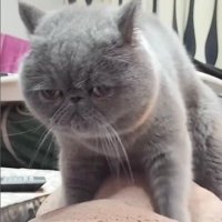 クッションをこねている猫