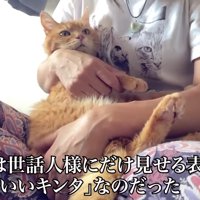 抱っこされる猫