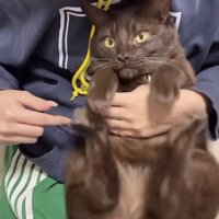 飼い主に肉球をこそばされる保護猫