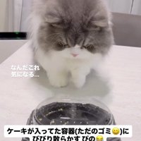 ケーキの容器を近くから見つめる猫