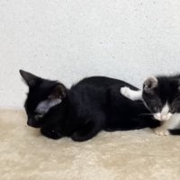 寄り添う2匹の猫