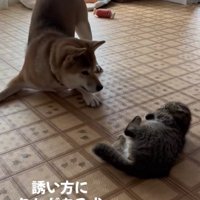 子猫にプレイバウをしている柴犬