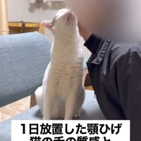 飼い主の顔に自分の顔を近づける猫