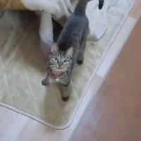 上目遣いのランちゃん