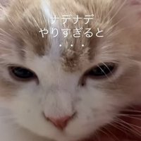 撫でられる猫