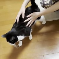 背中を撫でられる猫ちゃん