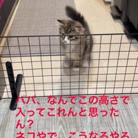 しっぽを上げている猫