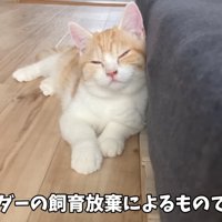 寝そべる猫