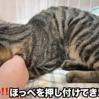顔をなでられる猫の後頭部