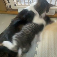 猫の背中からよろける子猫