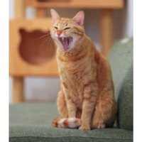 あくびしている猫