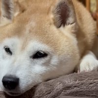 隣で寝ている猫のしっぽの上に顔を置く柴犬