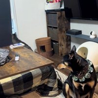 出て行く猫