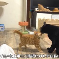 レイニーにご挨拶