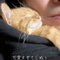 人に抱き着いて寝ている子猫