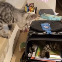 カウンターの上からランドセルの中を覗き込む子猫（字幕あり）
