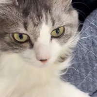 見つめる猫