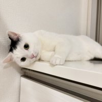寝転がる猫