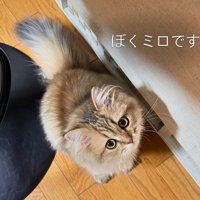 「ぼくミロです」と書かれた写真
