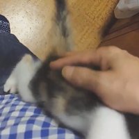 人に撫でてもらう子猫