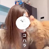 パソコンの前を横切ろうとする猫